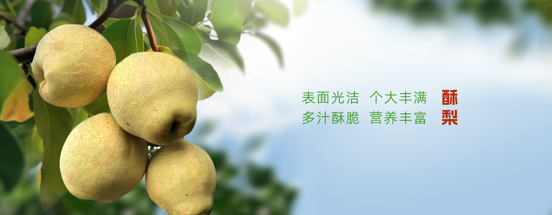 泰安市泰山區三美果業有限公司